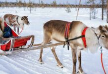 The Swedish lead the way on happy January vibes